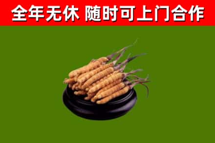 临清市回收冬虫夏草